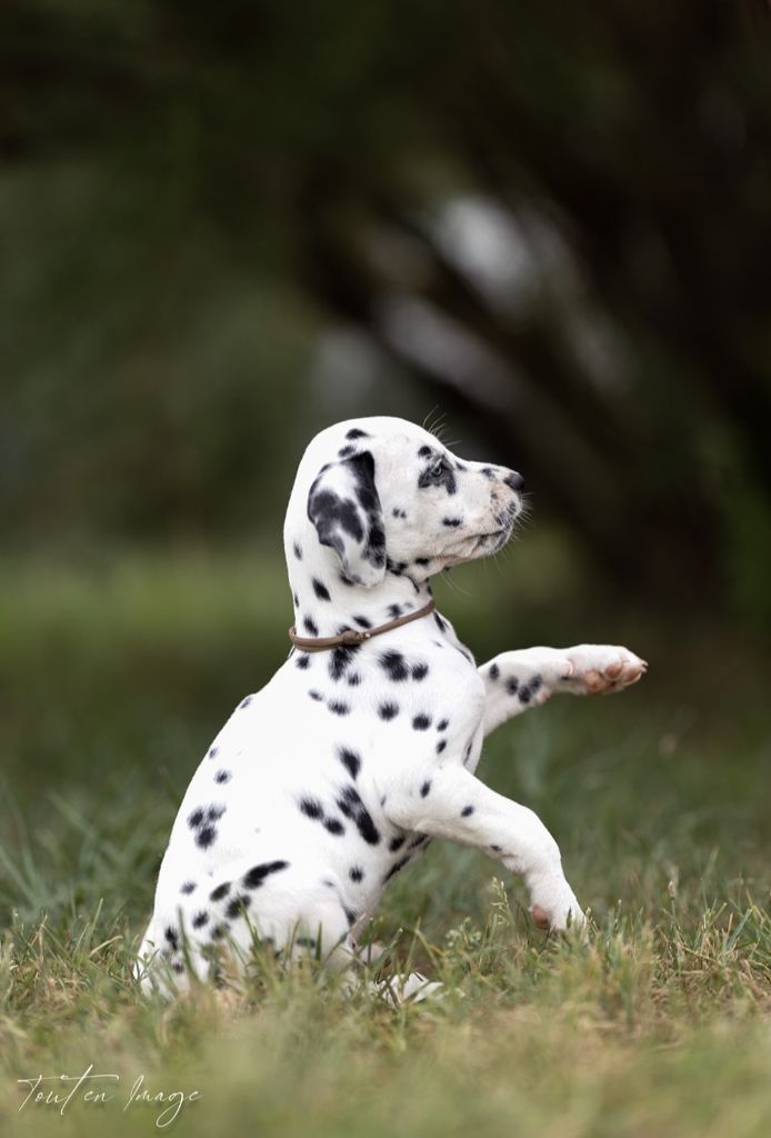 Des Sources Du Crusoe - Chiot disponible  - Dalmatien