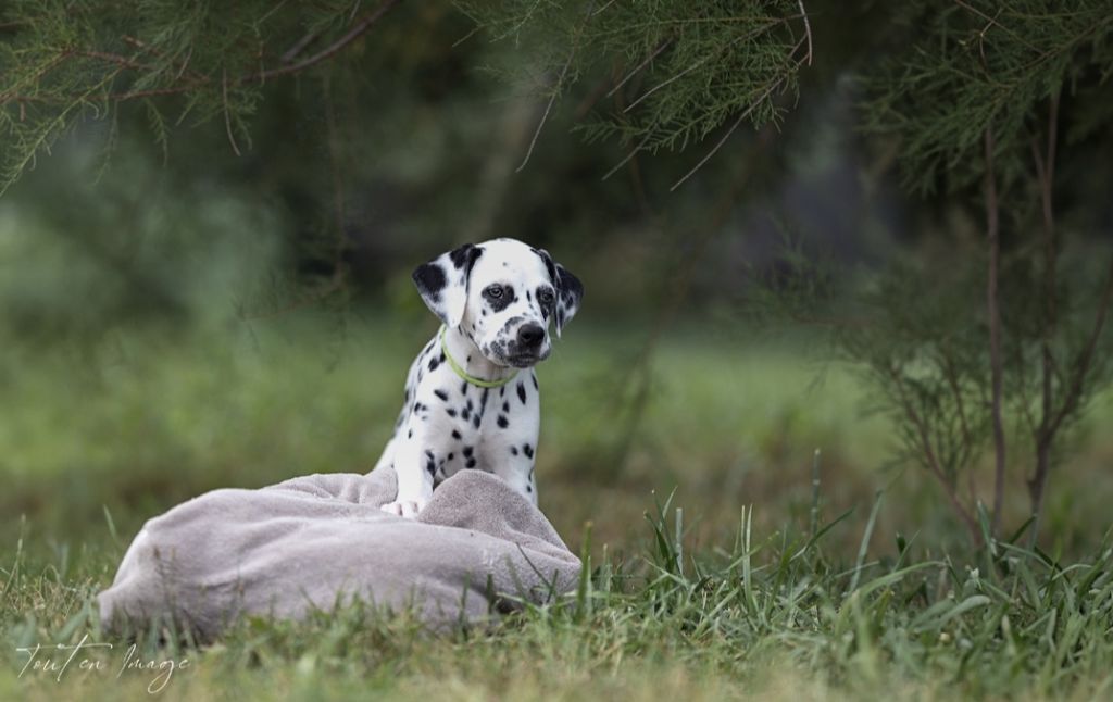 Des Sources Du Crusoe - Chiot disponible  - Dalmatien