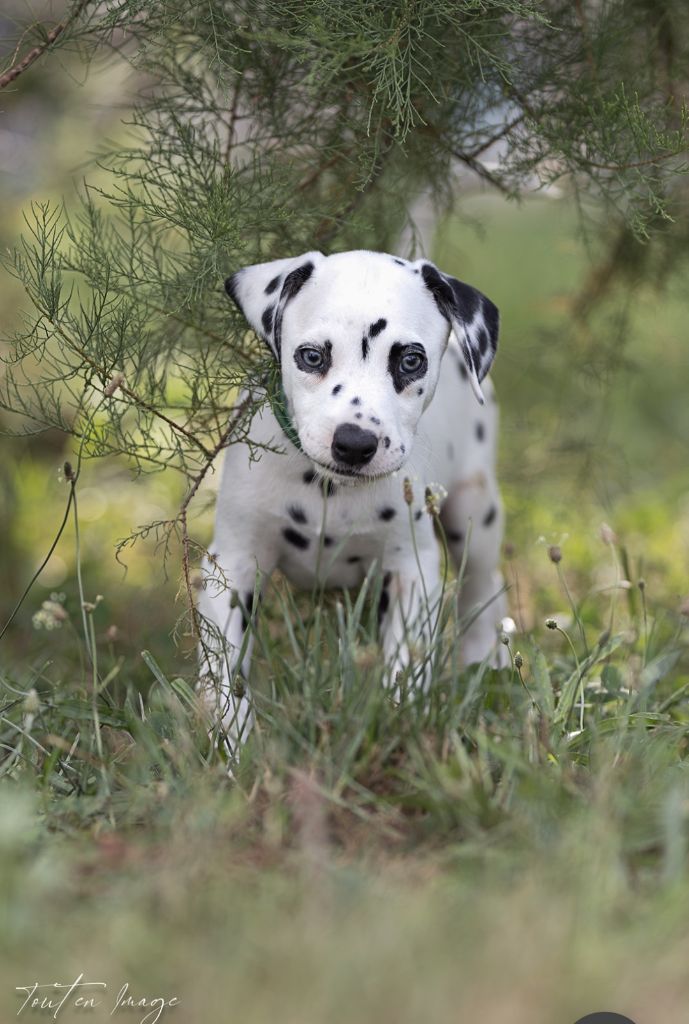 Des Sources Du Crusoe - Chiot disponible  - Dalmatien