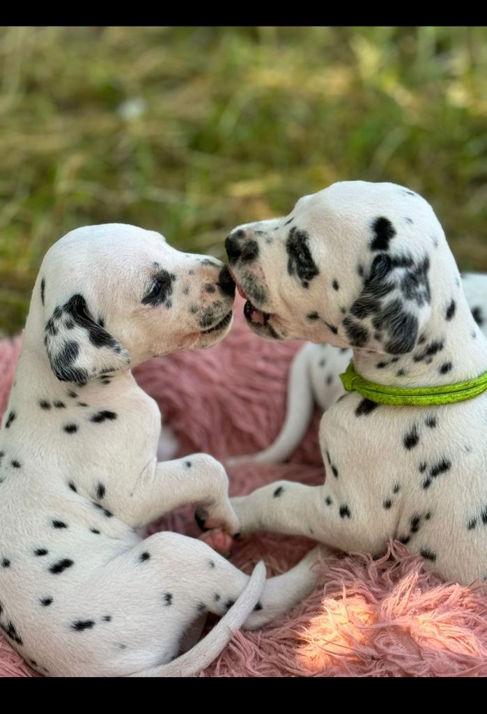 chiot Dalmatien Des Sources Du Crusoe