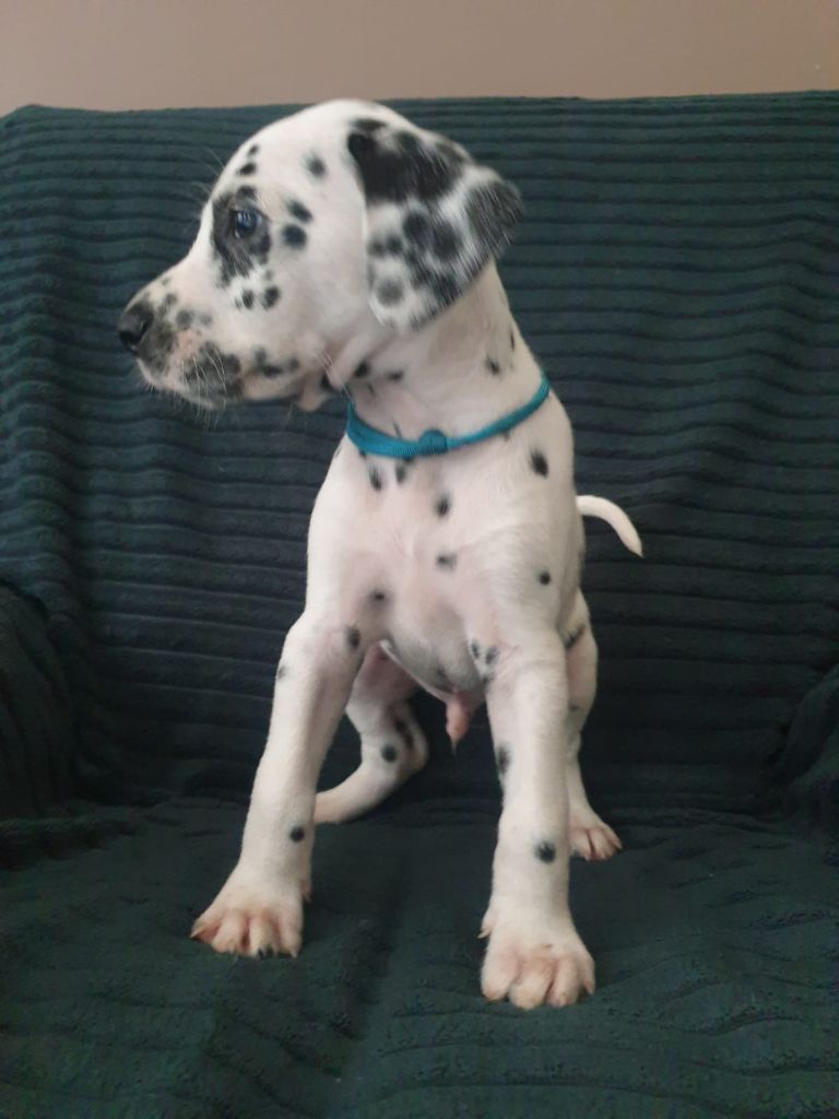 Des Sources Du Crusoe - Chiot disponible  - Dalmatien