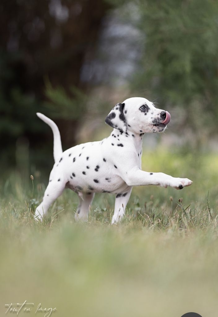 Des Sources Du Crusoe - Chiot disponible  - Dalmatien