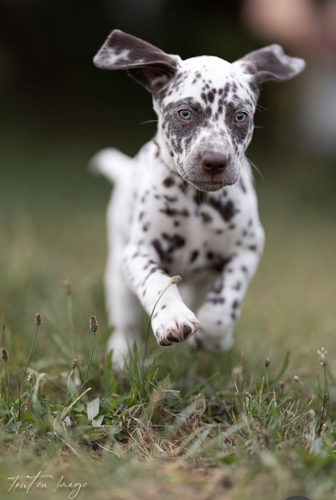 Des Sources Du Crusoe - Chiot disponible  - Dalmatien