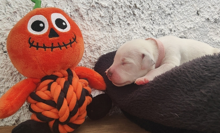 Des Sources Du Crusoe - Chiots disponibles - Dalmatien