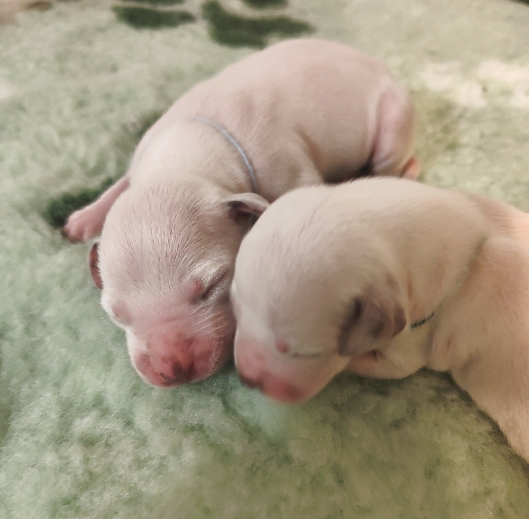 Des Sources Du Crusoe - Chiots disponibles - Dalmatien