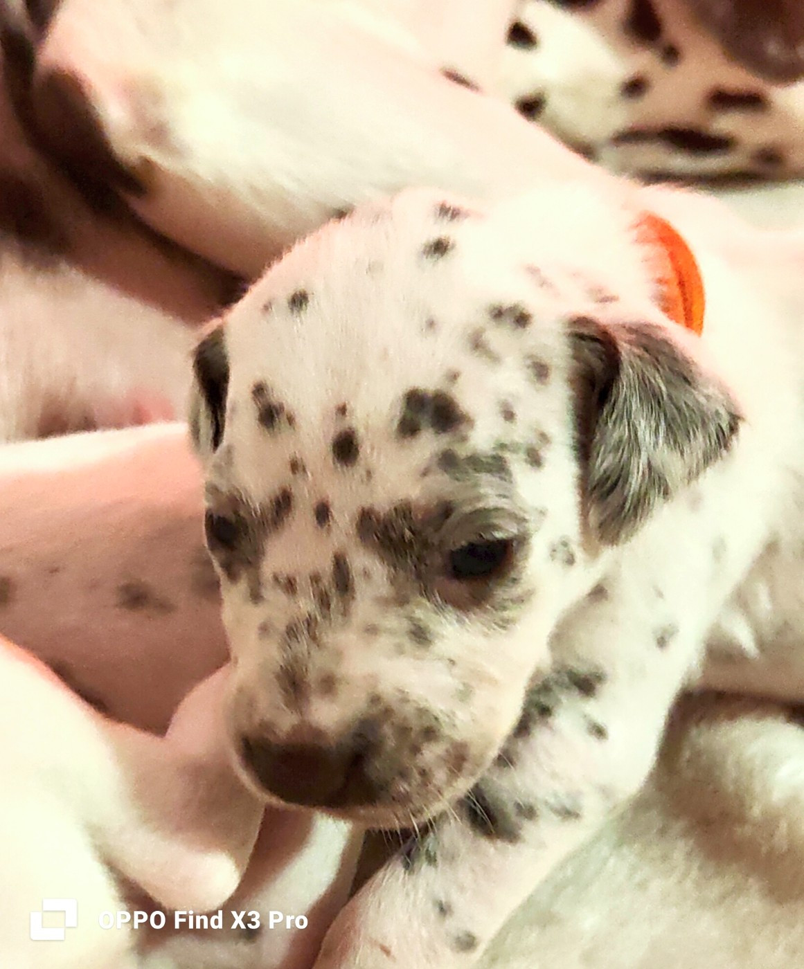 Des Sources Du Crusoe - Chiots disponibles - Dalmatien