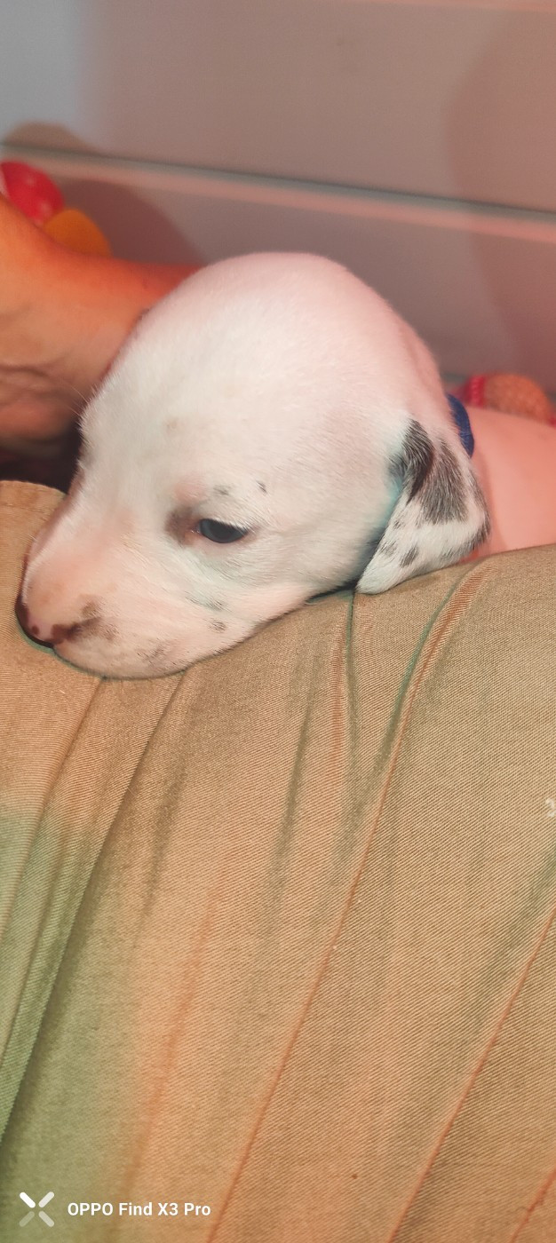 Des Sources Du Crusoe - Chiots disponibles - Dalmatien