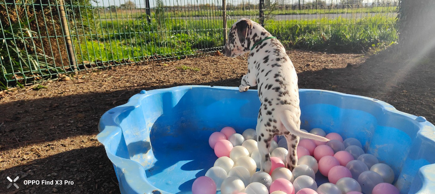 Des Sources Du Crusoe - Dalmatien - Portée née le 01/10/2025