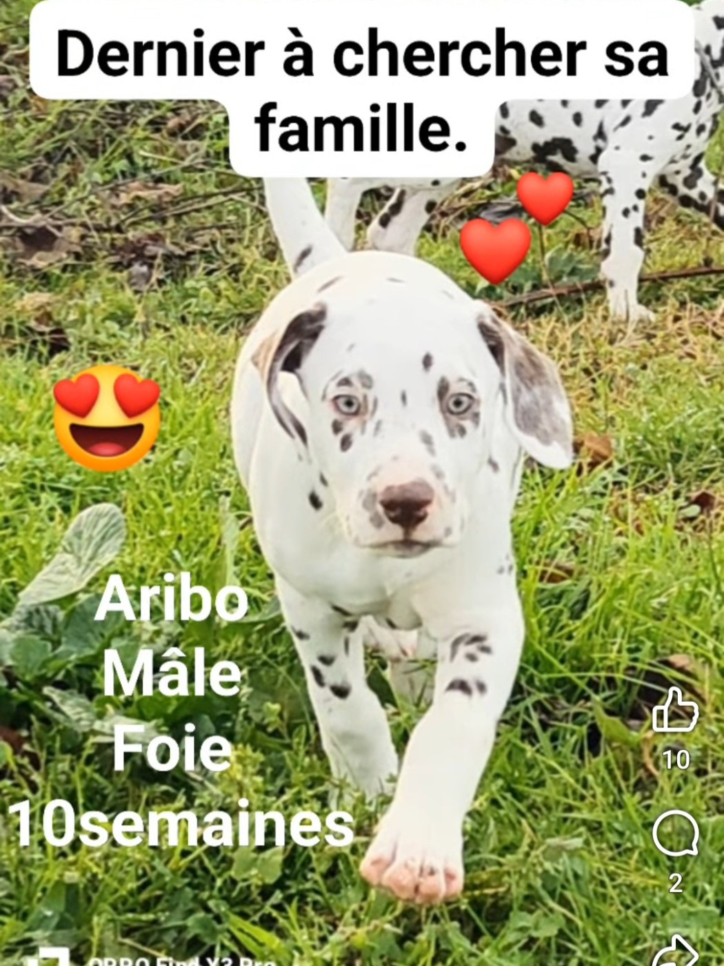 Des Sources Du Crusoe - Chiots disponibles - Dalmatien