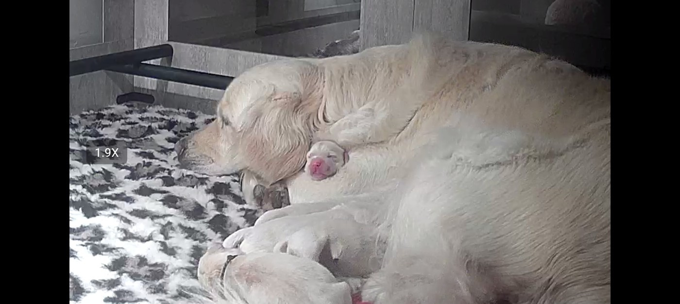 Chiot Golden Retriever Des Sources Du Crusoe