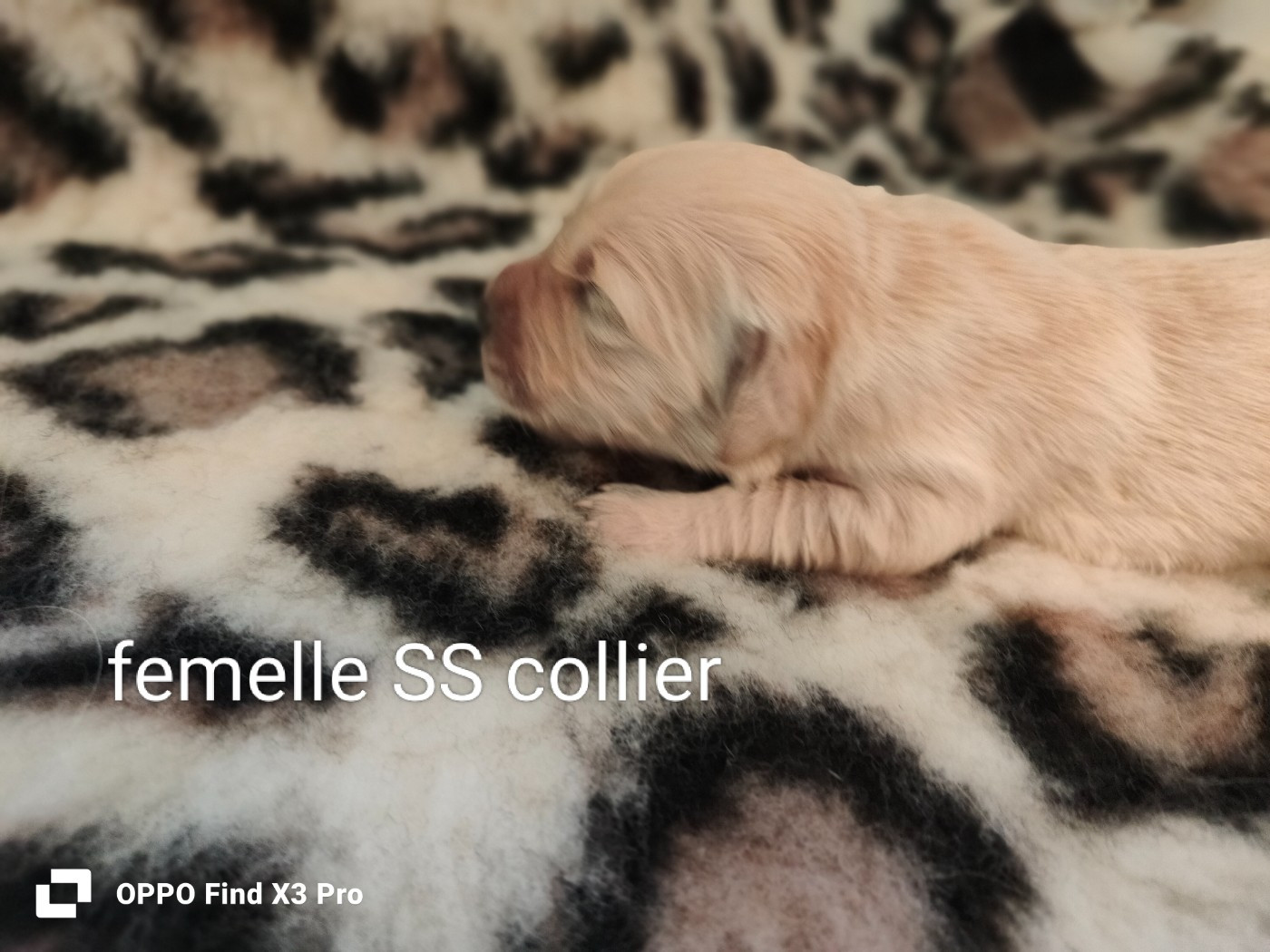 Des Sources Du Crusoe - Chiots disponibles - Golden Retriever