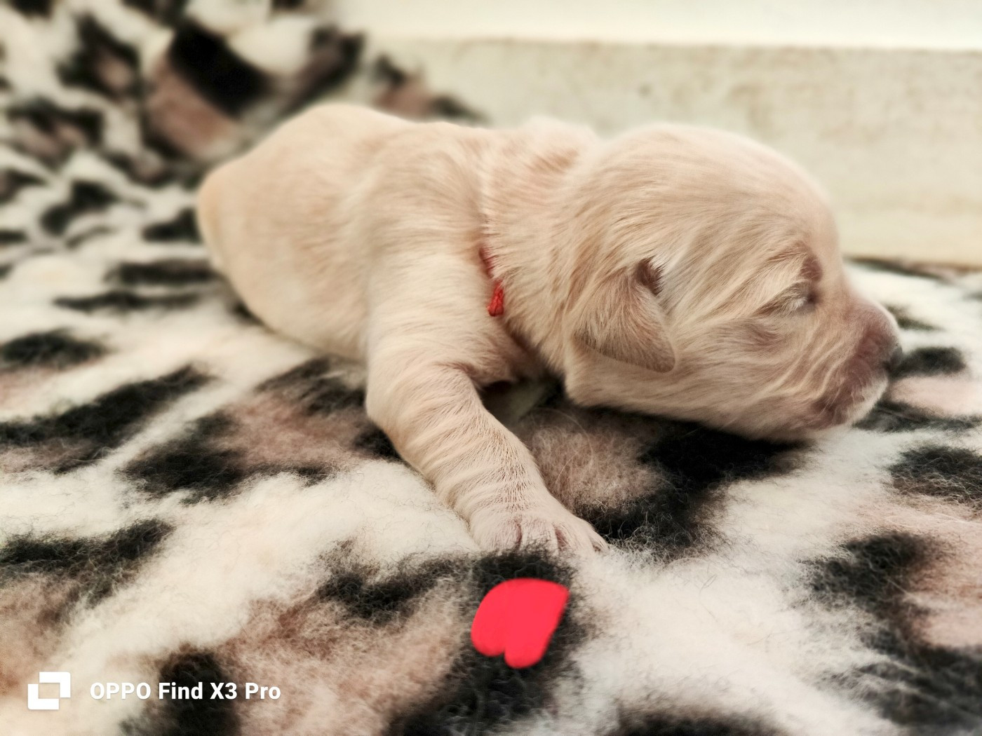 Des Sources Du Crusoe - Chiots disponibles - Golden Retriever