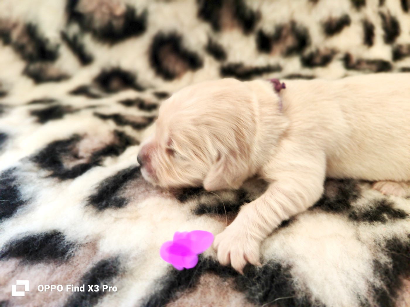 Des Sources Du Crusoe - Chiots disponibles - Golden Retriever