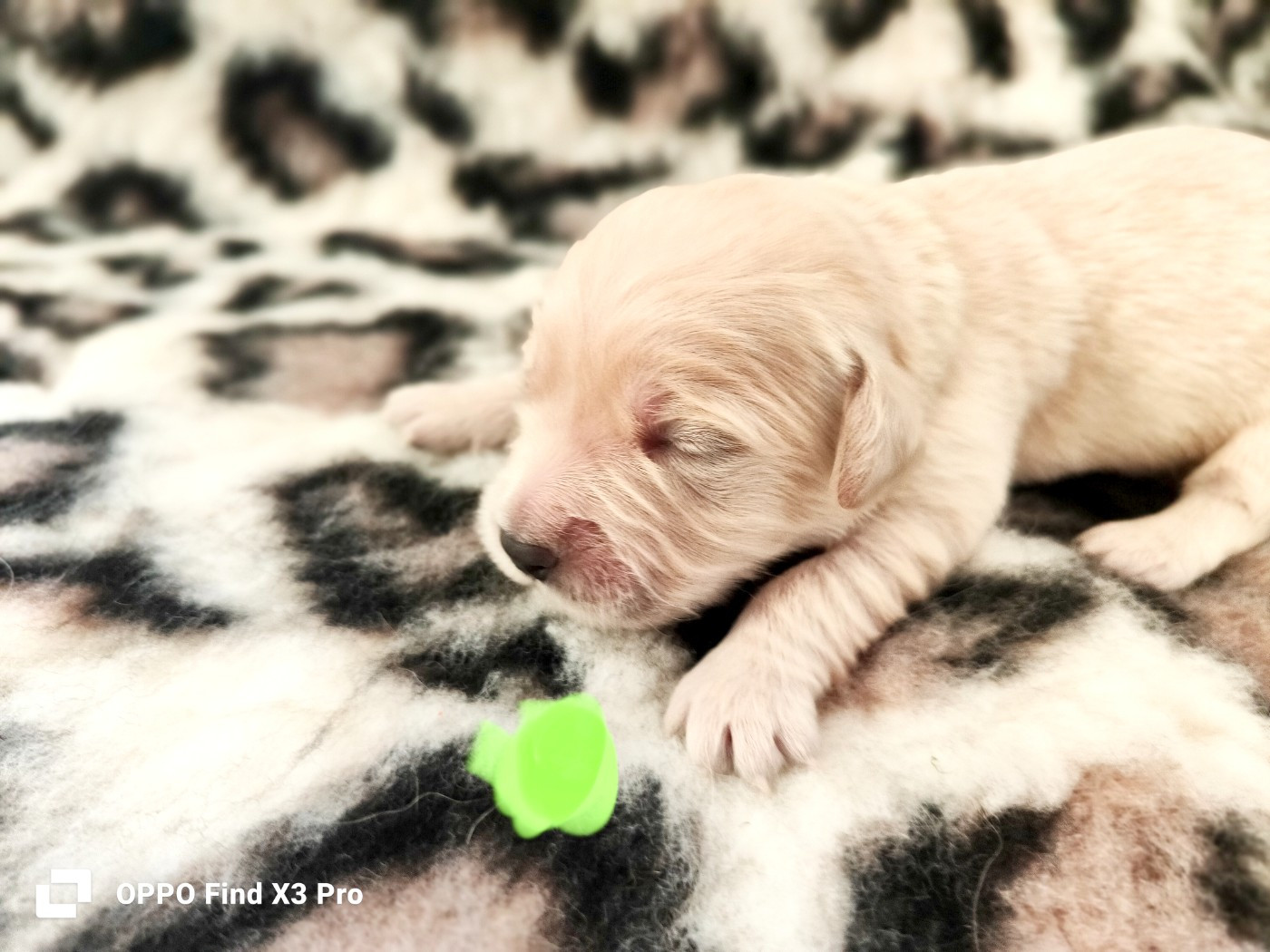 Des Sources Du Crusoe - Chiots disponibles - Golden Retriever