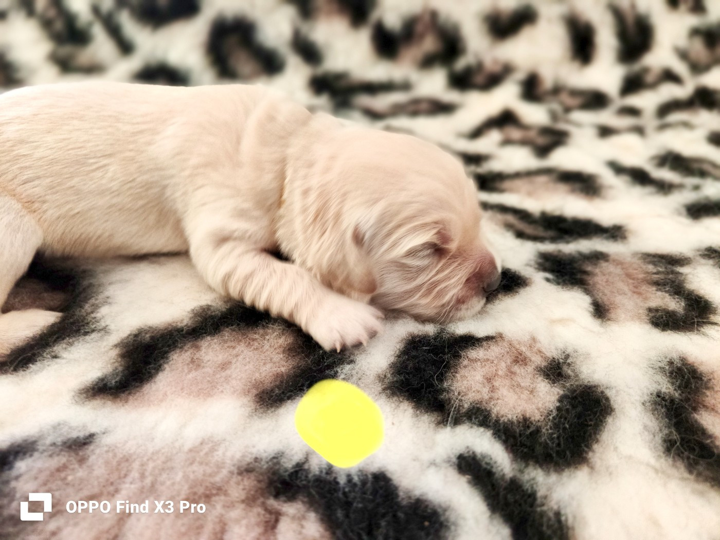 Des Sources Du Crusoe - Chiots disponibles - Golden Retriever